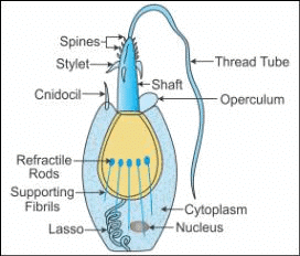 NCERT सारांश: पशु जगत | विज्ञान और प्रौद्योगिकी (Science & Technology) for UPSC CSE