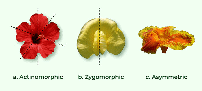 NCERT सारांश: पुष्पीय पौधों की रूपविज्ञान (Morphology) | विज्ञान और प्रौद्योगिकी (Science & Technology) for UPSC CSE