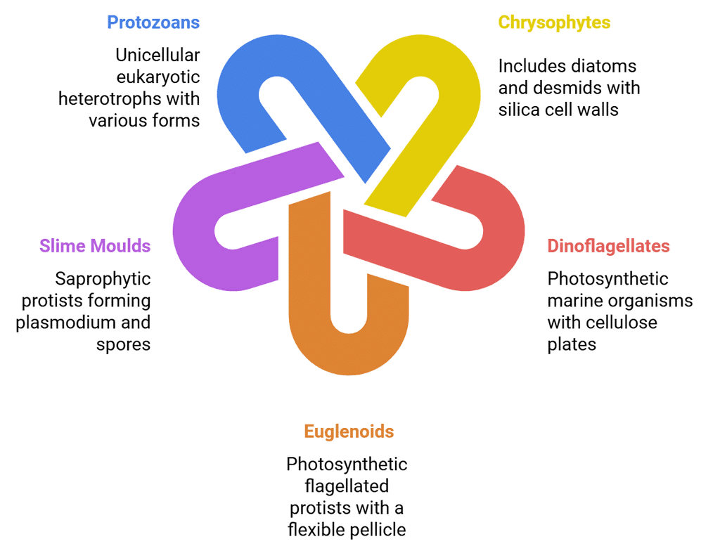 NCERT Summary: Biological Classification | Science & Technology for UPSC CSE