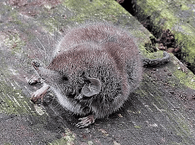 Andaman shrew
