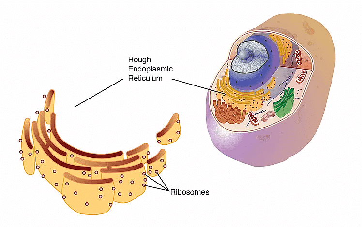 NCERT Summary: Cell: The Unit of Life | Science & Technology for UPSC CSE