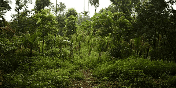 Shankar IAS Summary: Indian Forest | Famous Books for UPSC Exam (Summary & Tests)