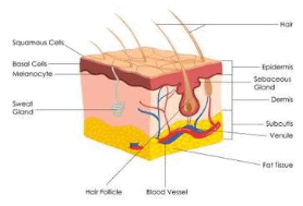 Fig. Skin derivatives