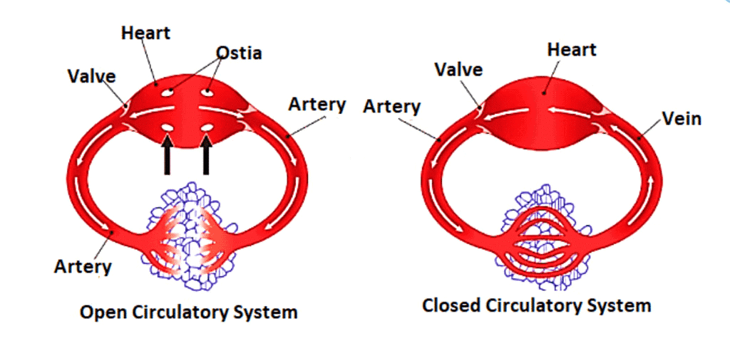 NCERT Summary: Body Fluids & Circulation | Science & Technology for UPSC CSE