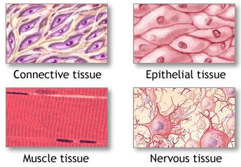 Animal Tissue, Skeletal System | Science & Technology for UPSC CSE