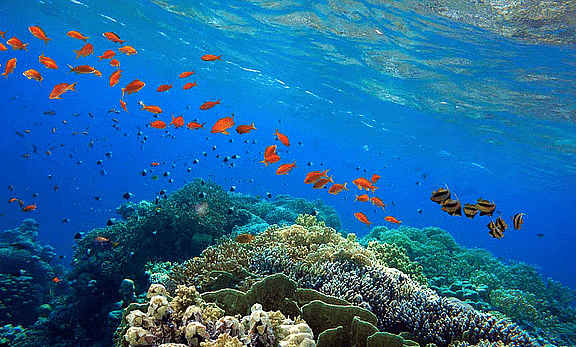 Shankar IAS Summary: Aquatic Ecosystem- 2 | Famous Books for UPSC Exam (Summary & Tests)