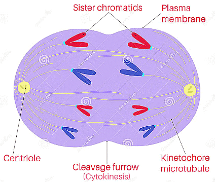 NCERT Summary: Cell Cycle and Cell Division | Science & Technology for UPSC CSE