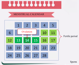 NCERT Summary: Reproductive Health | Science & Technology for UPSC CSE