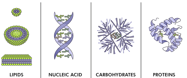 NCERT Summary: Biomolecules | Science & Technology for UPSC CSE