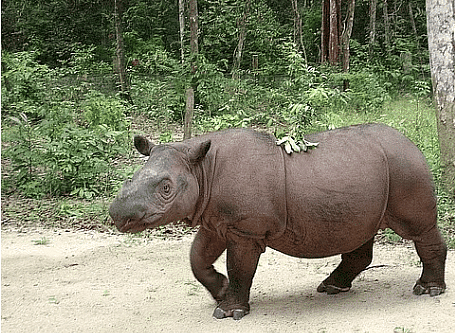 Sumatran rhinoceros
