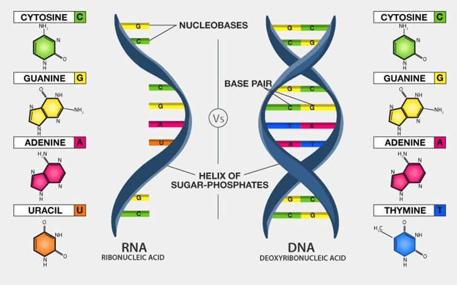 Introduction to Biotechnology | Science & Technology for UPSC CSE