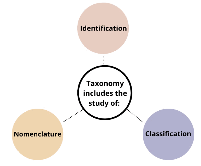 NCERT Summary: Taxonomy: Identification, Nomenclature & Classification | Science & Technology for UPSC CSE