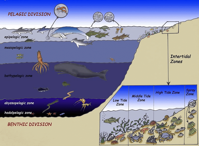 NCERT Summary: Water(Oceans) | Geography for UPSC CSE