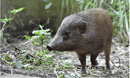Pygmy Hog