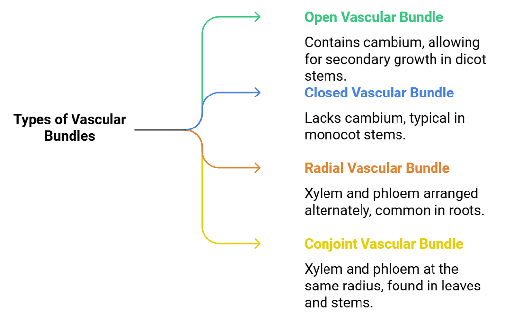NCERT Summary: Anatomy of Flowering Plants | Science & Technology for UPSC CSE