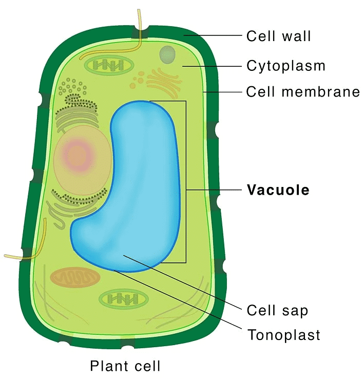 NCERT Summary: Cell: The Unit of Life | Science & Technology for UPSC CSE