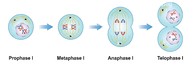 NCERT Summary: Cell Cycle and Cell Division | Science & Technology for UPSC CSE