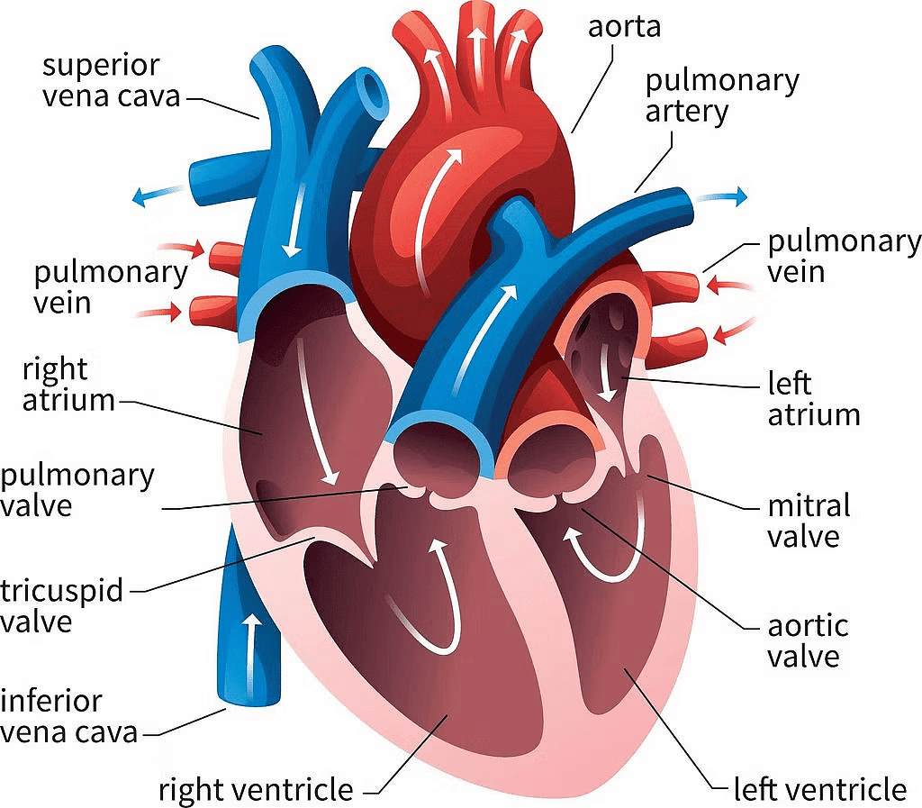 NCERT Summary: Body Fluids & Circulation | Science & Technology for UPSC CSE