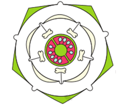 NCERT सारांश: पुष्पीय पौधों की रूपविज्ञान (Morphology) | विज्ञान और प्रौद्योगिकी (Science & Technology) for UPSC CSE