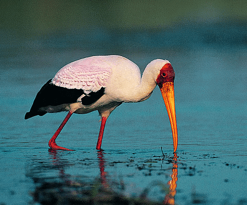 Shankar IAS Summary: Biodiversity- 2 | Famous Books for UPSC Exam (Summary & Tests)