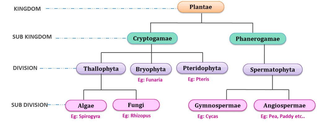 NCERT Summary: Biological Classification | Science & Technology for UPSC CSE