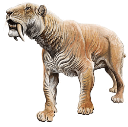 Shabro thothed tiger 