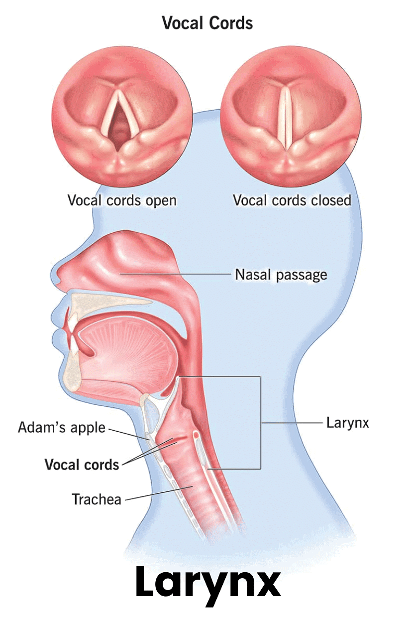 NCERT Summary: Sound | Science & Technology for UPSC CSE