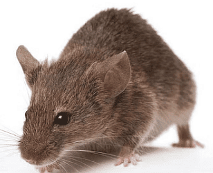 Elvira rat