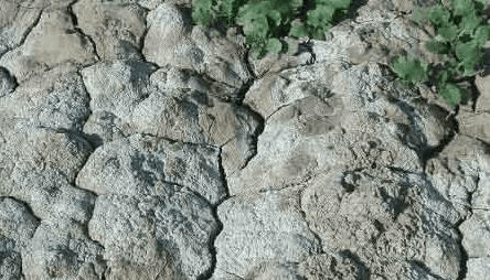 लवणीय और क्षारीय मिट्टी 