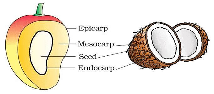 NCERT सारांश: पुष्पीय पौधों की रूपविज्ञान (Morphology) | विज्ञान और प्रौद्योगिकी (Science & Technology) for UPSC CSE