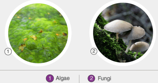 Bacteria, Virus, Algae, Fungi & Lichens | Science & Technology for UPSC CSE