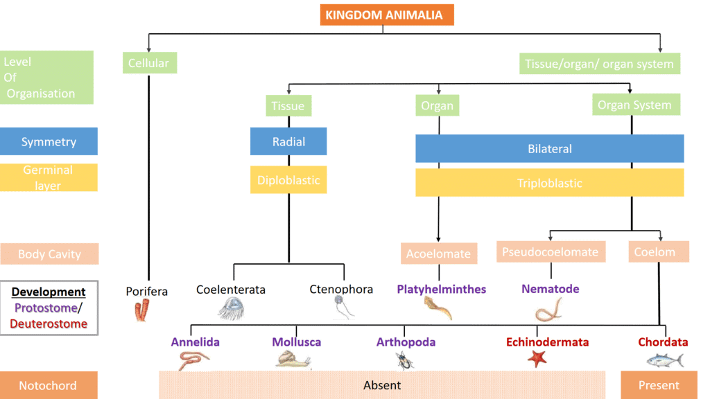 NCERT Summary: Biological Classification | Science & Technology for UPSC CSE
