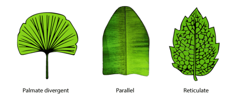 NCERT सारांश: पुष्पीय पौधों की रूपविज्ञान (Morphology) | विज्ञान और प्रौद्योगिकी (Science & Technology) for UPSC CSE