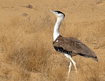 Shankar IAS Summary: Biodiversity- 2 | Famous Books for UPSC Exam (Summary & Tests)