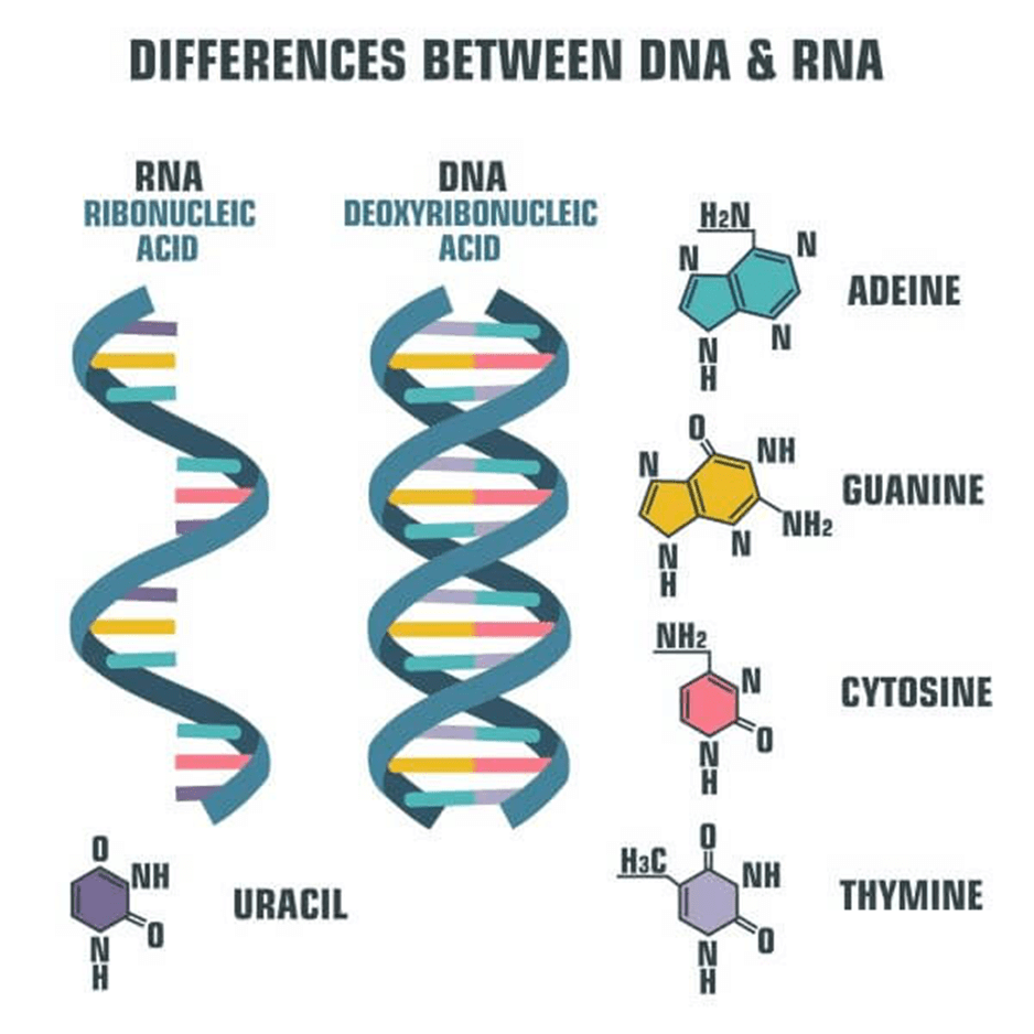 RNA-DNA