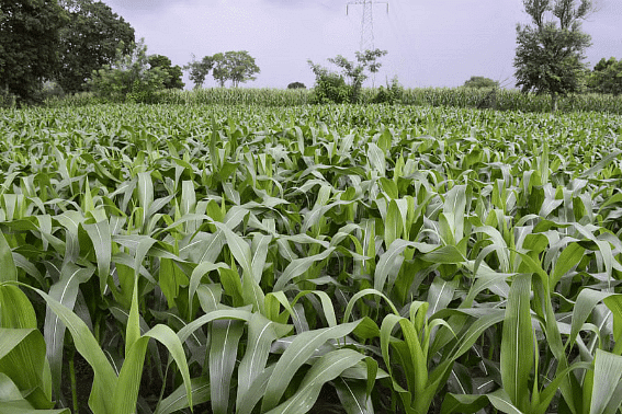 Shankar IAS Summary: Agriculture | Famous Books for UPSC Exam (Summary & Tests)