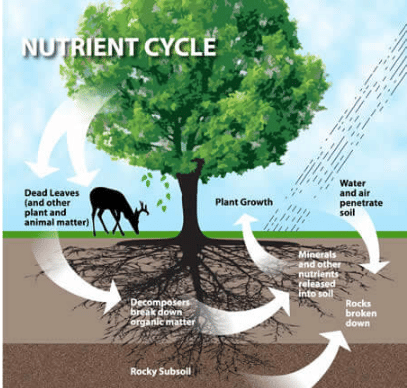 ≫ Biogeo Chemical Cycling or Nutrient Cycling