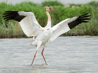 Siberian Crane