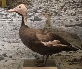 Pink-headed Duck