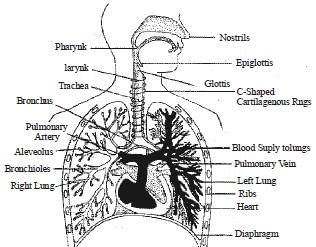 NCERT Summary: Summary of Biology- 4 | Science & Technology for UPSC CSE