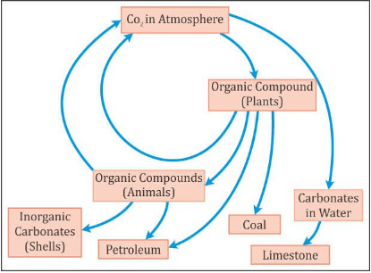 ≫ Carbon Cycle (Gaseous Cycle)