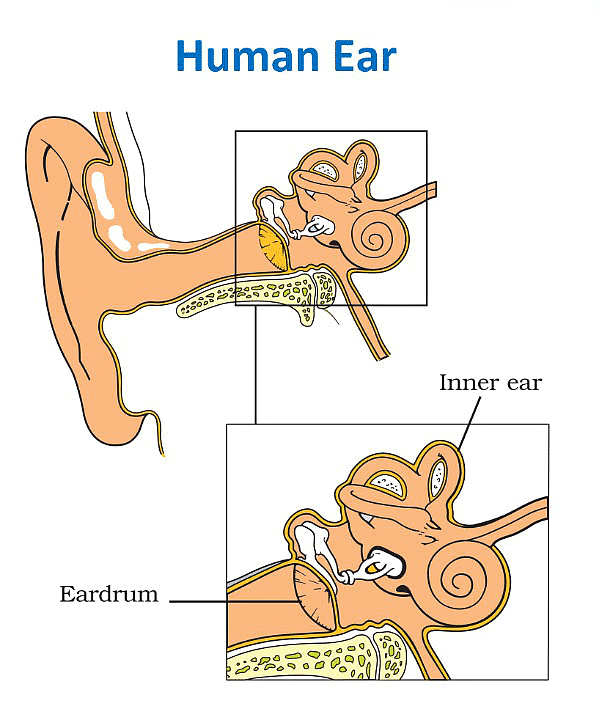 NCERT Summary: Sound | Science & Technology for UPSC CSE
