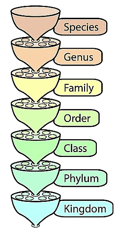 NCERT Summary: Taxonomy: Identification, Nomenclature & Classification | Science & Technology for UPSC CSE