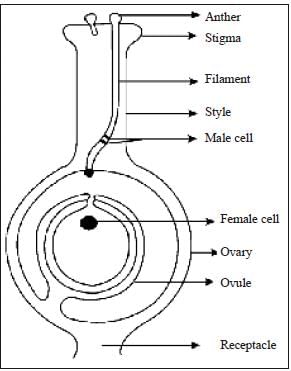 NCERT Summary: Summary of Biology - 6 | Science & Technology for UPSC CSE