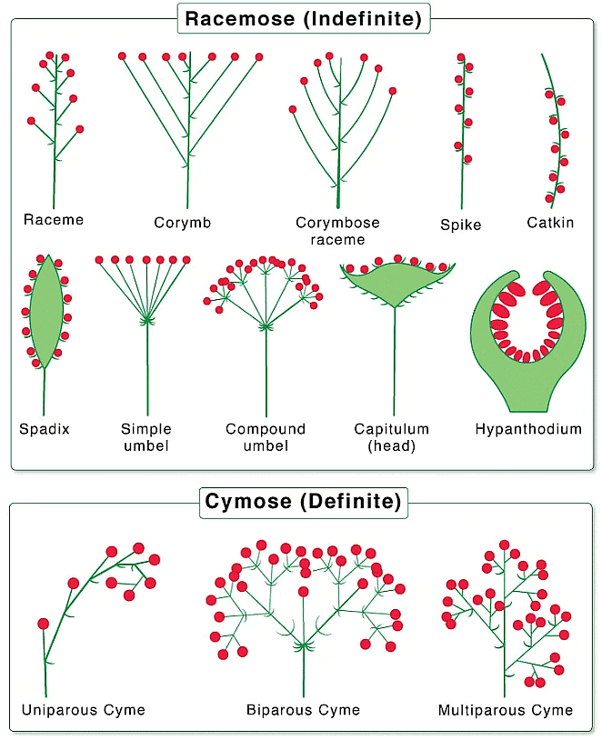 NCERT सारांश: पुष्पीय पौधों की रूपविज्ञान (Morphology) | विज्ञान और प्रौद्योगिकी (Science & Technology) for UPSC CSE