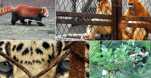 Captive Breeding Species