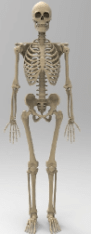 Animal Tissue, Skeletal System | Science & Technology for UPSC CSE