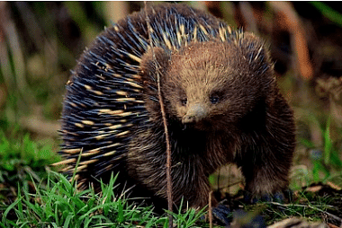 Monotremes