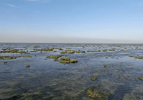 Shankar IAS Summary: Aquatic Ecosystem- 2 | Famous Books for UPSC Exam (Summary & Tests)