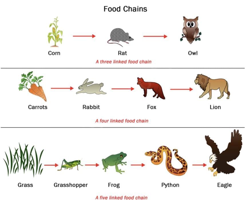 Cheat Sheet: Our Environment | Science Class 10